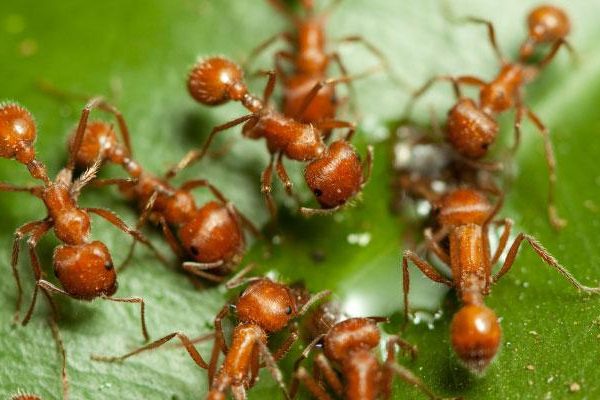 fire ant treatment dallas