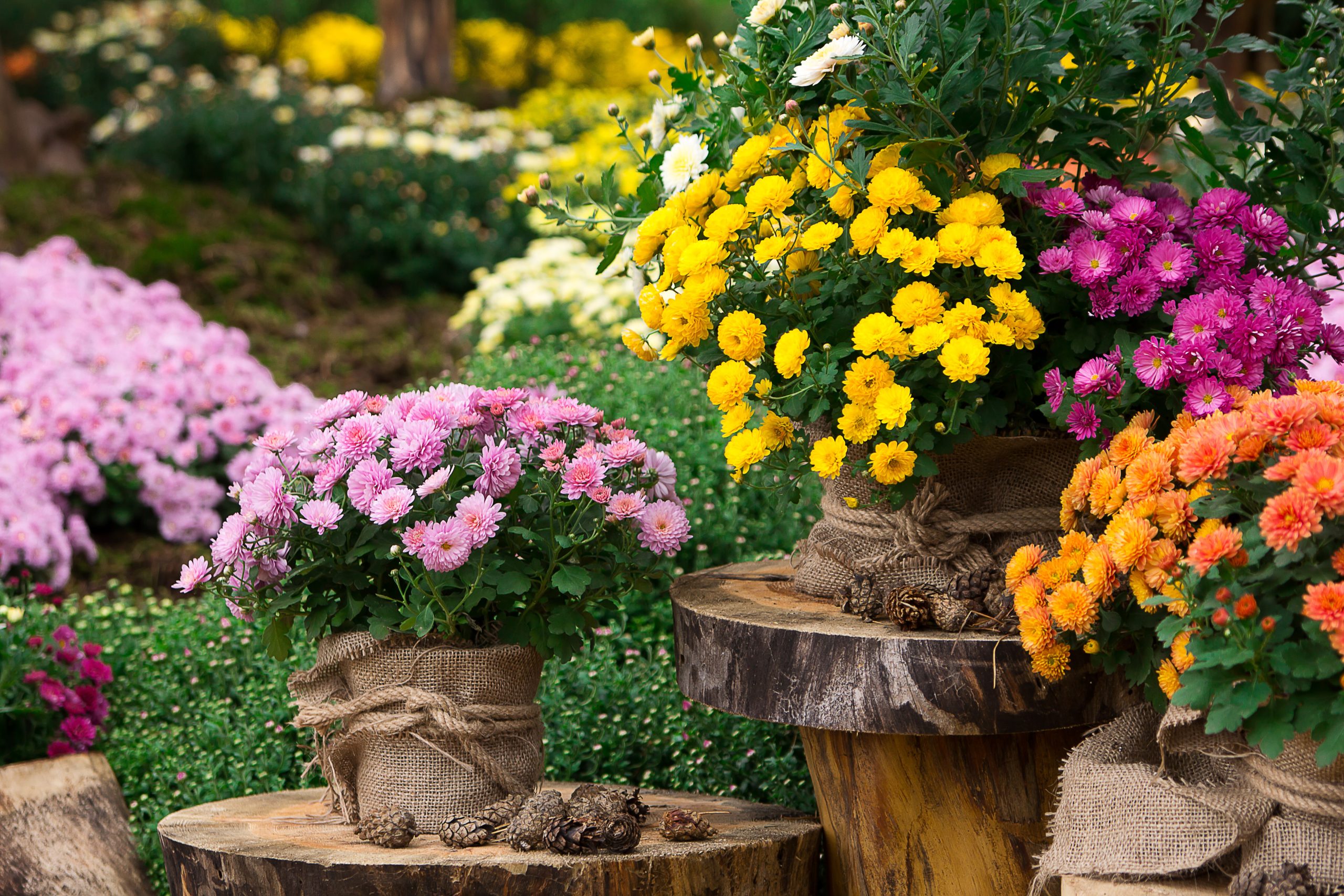 trees in pots