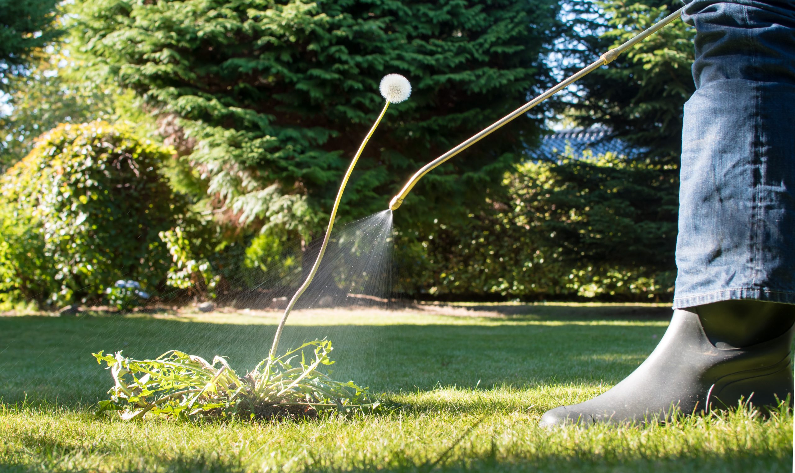 spray or pull weeds