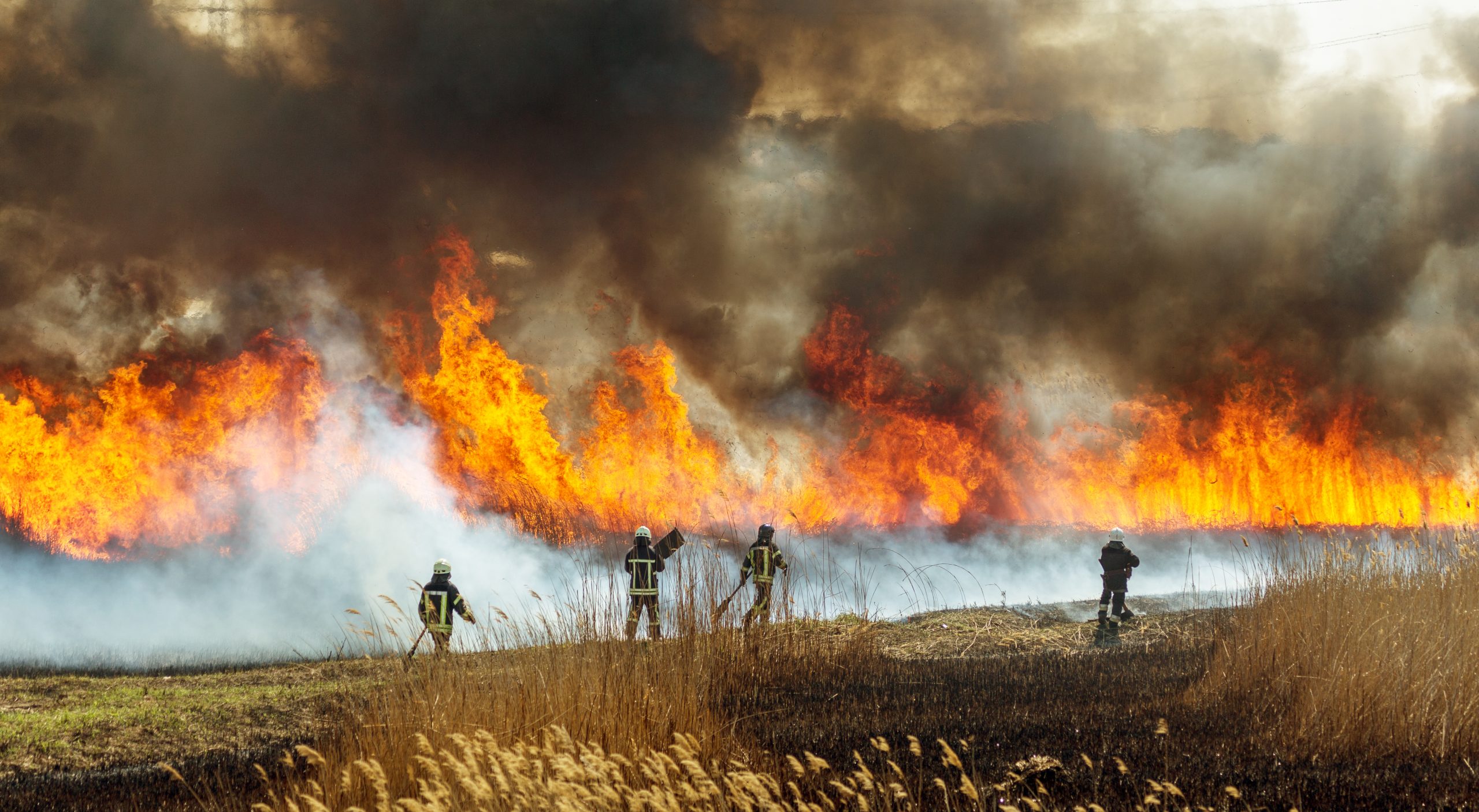 wildfire smoke harms plants