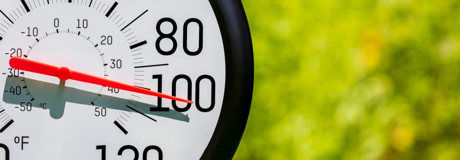 heat stress on lawn