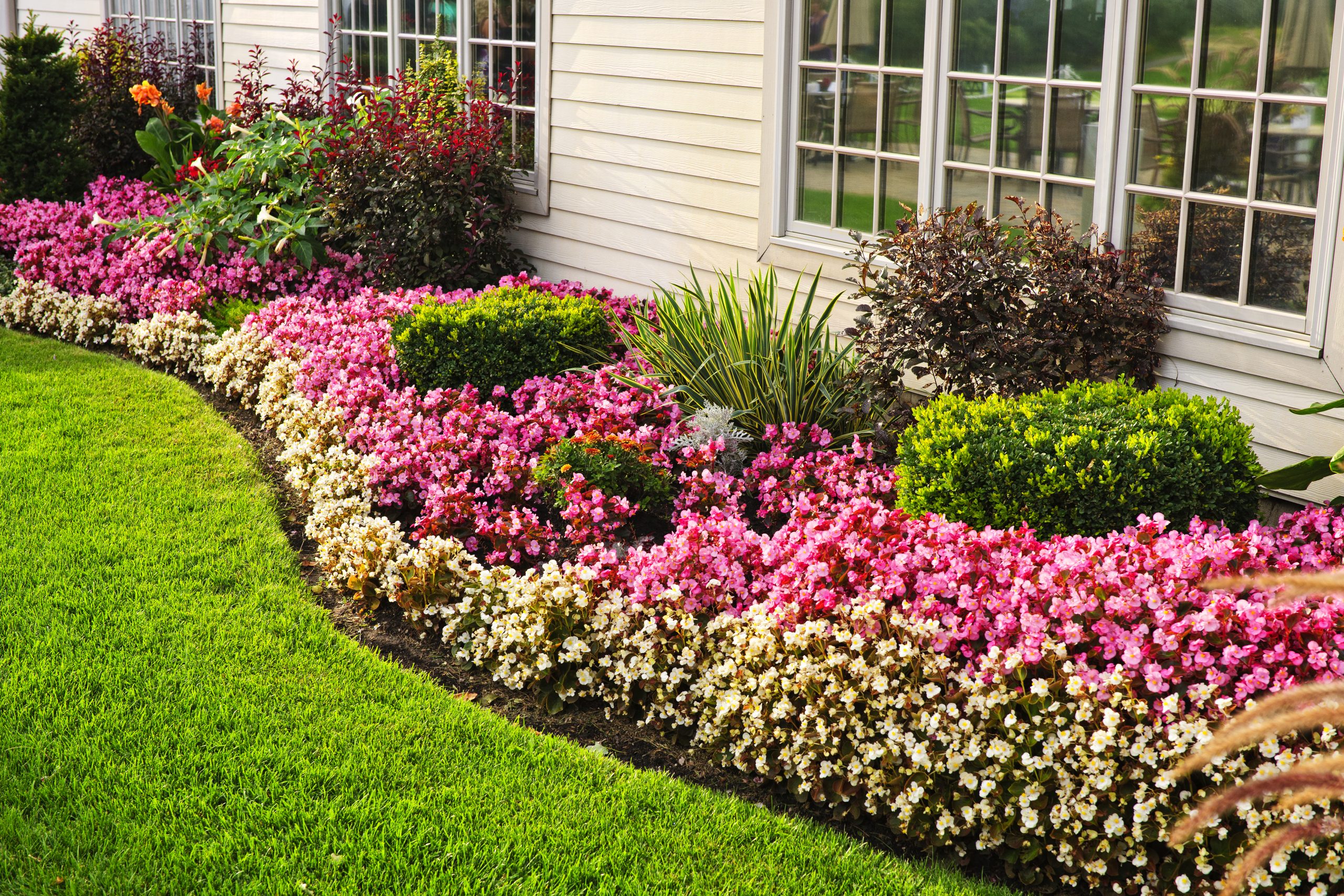 annuals vs perennials