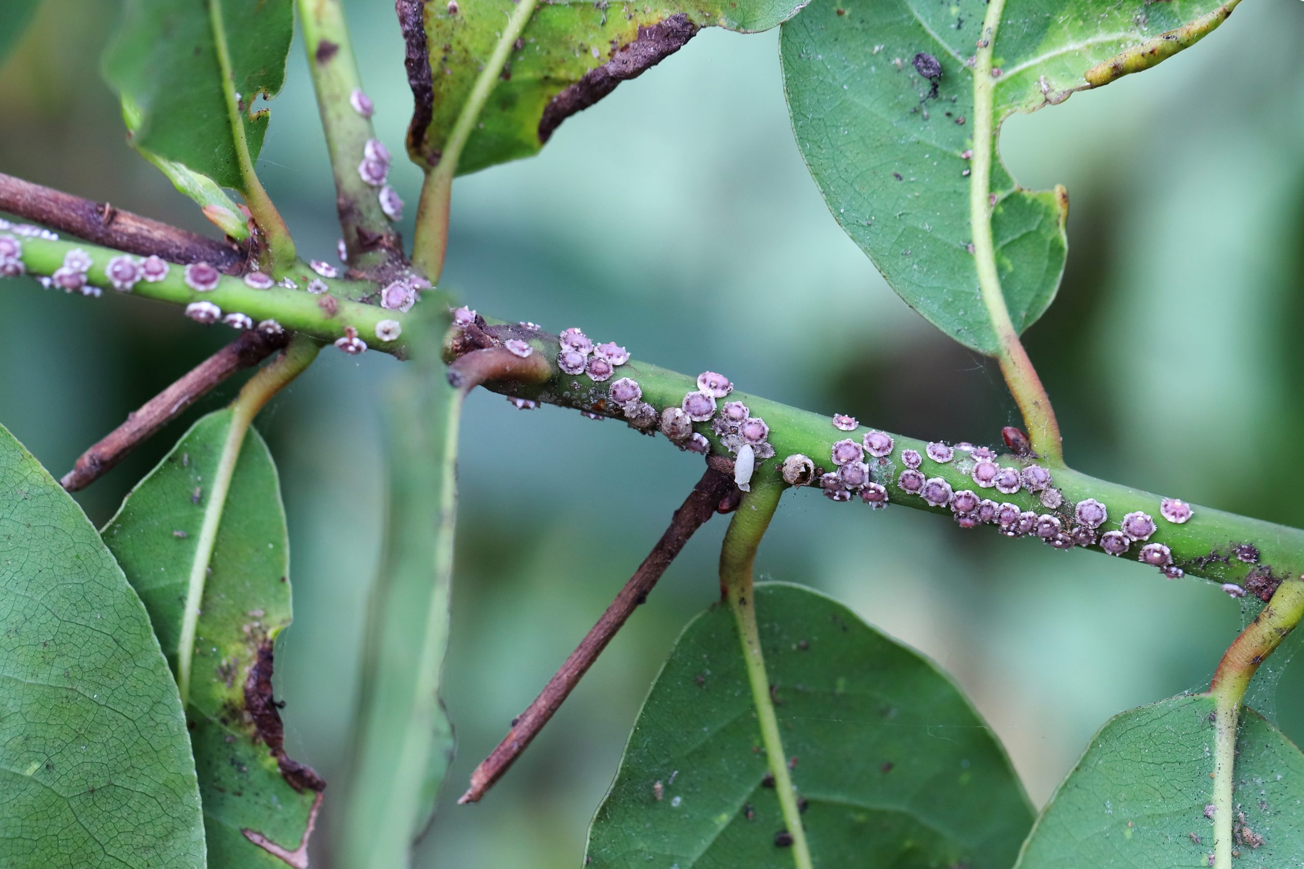 scales on plants in garden
