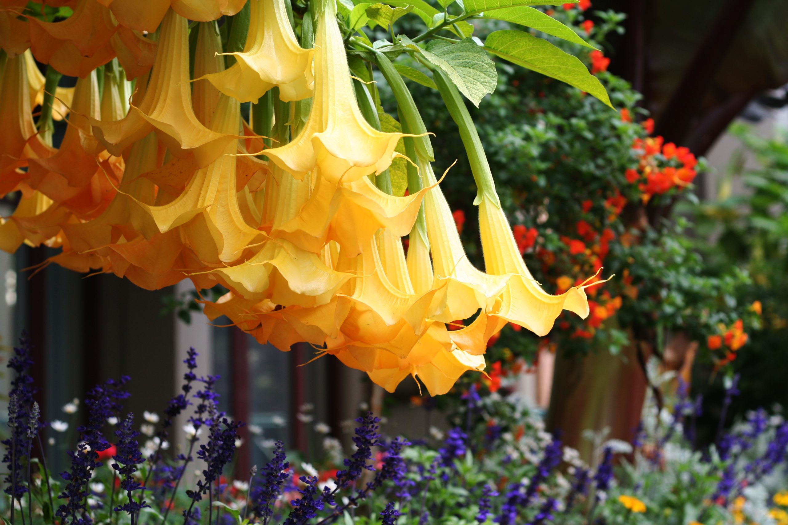 9 most toxic plants in North Texas