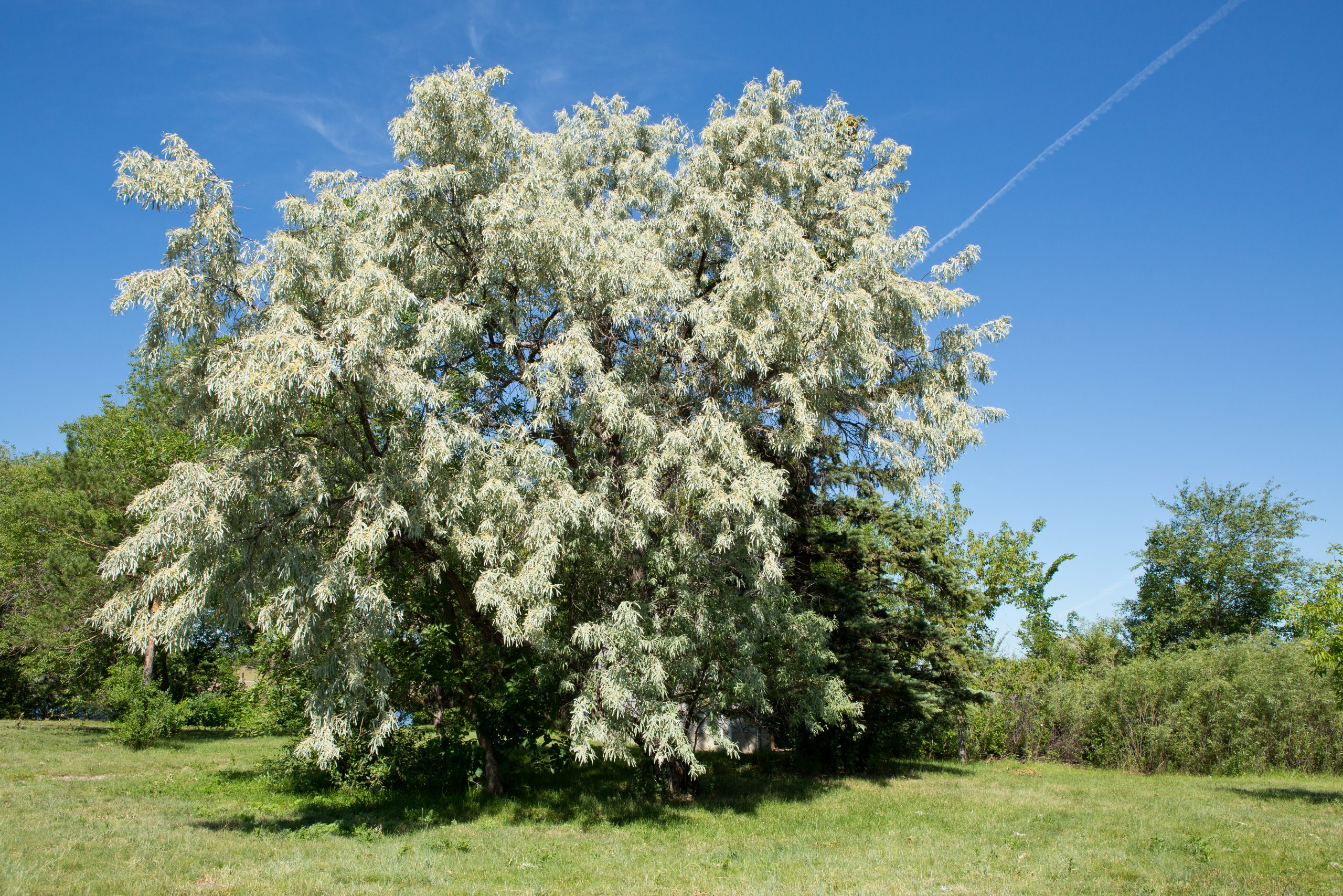 why you shouldn't grow a russian olive tree