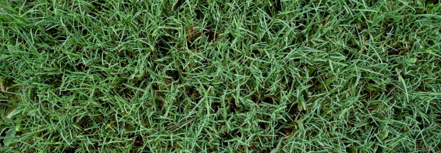 bermuda grass