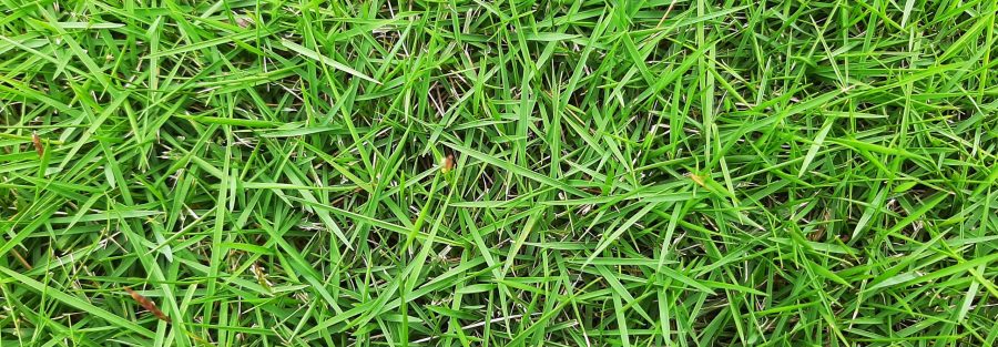 zoysia grass